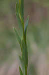 Seaside goldenrod